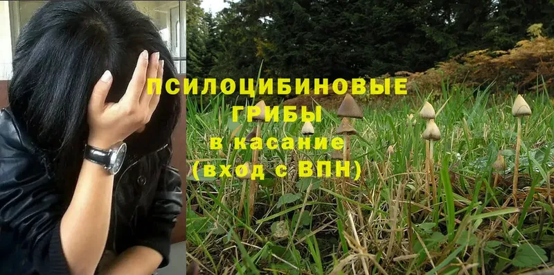 где продают наркотики  Вятские Поляны  Галлюциногенные грибы Psilocybe 