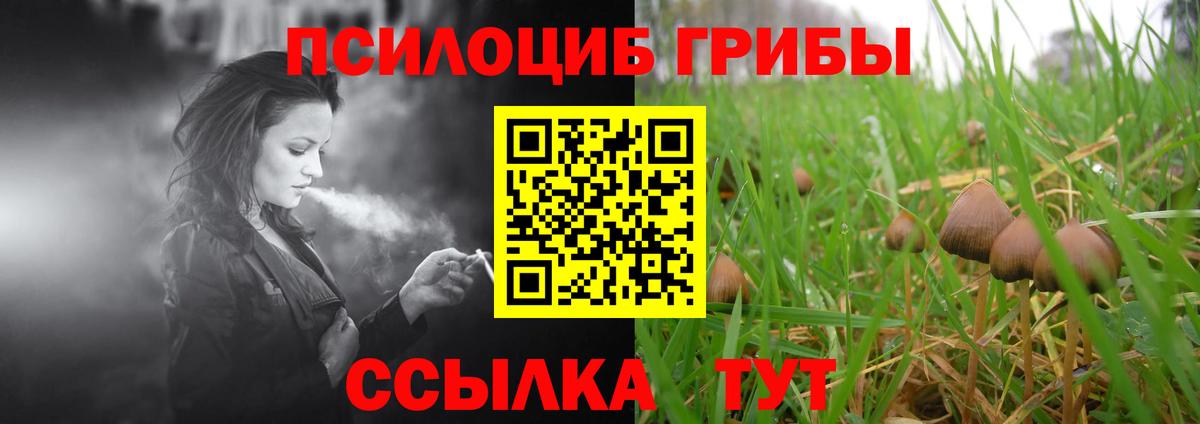 Псилоцибиновые грибы Psilocybine cubensis  Вход с VPN  Вятские Поляны 